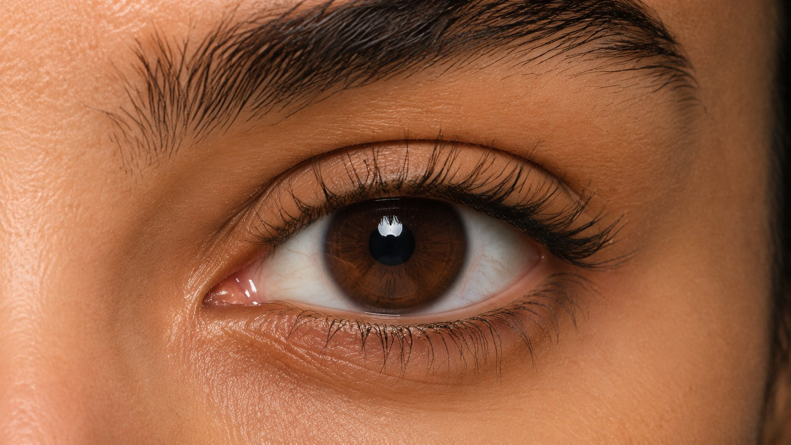 A dark brown Egyptian iris photographed close up, with no lens