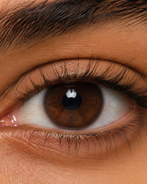 A dark brown Egyptian iris photographed close up, with no lens